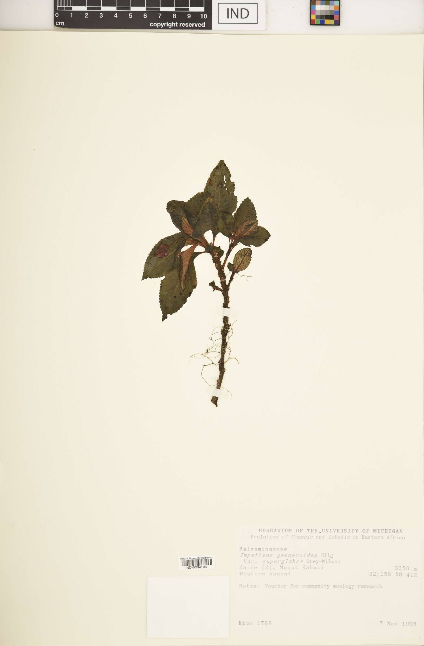 Impatiens gesneroidea image