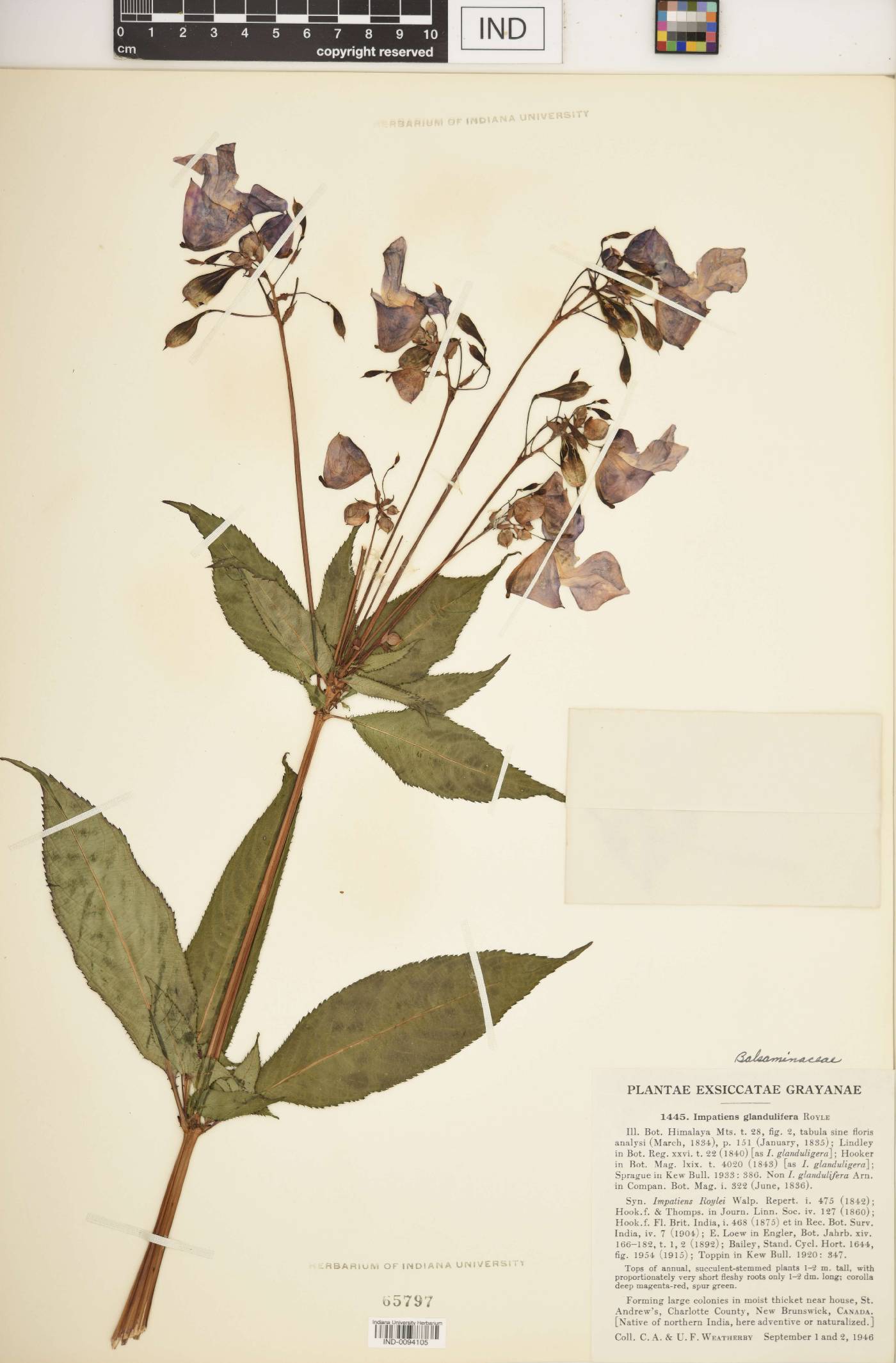 Impatiens glandulifera image