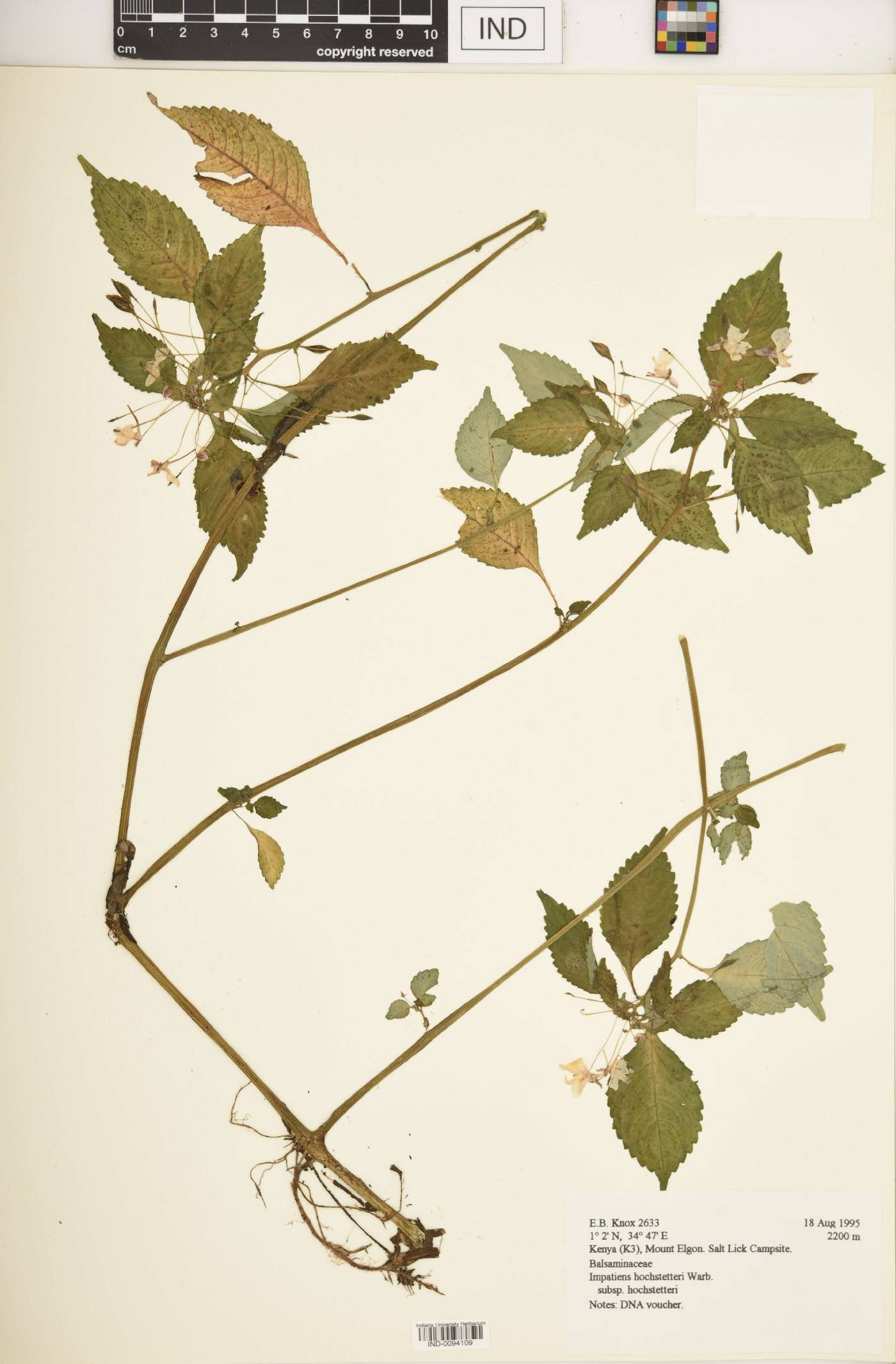 Impatiens hochstetteri subsp. hochstetteri image