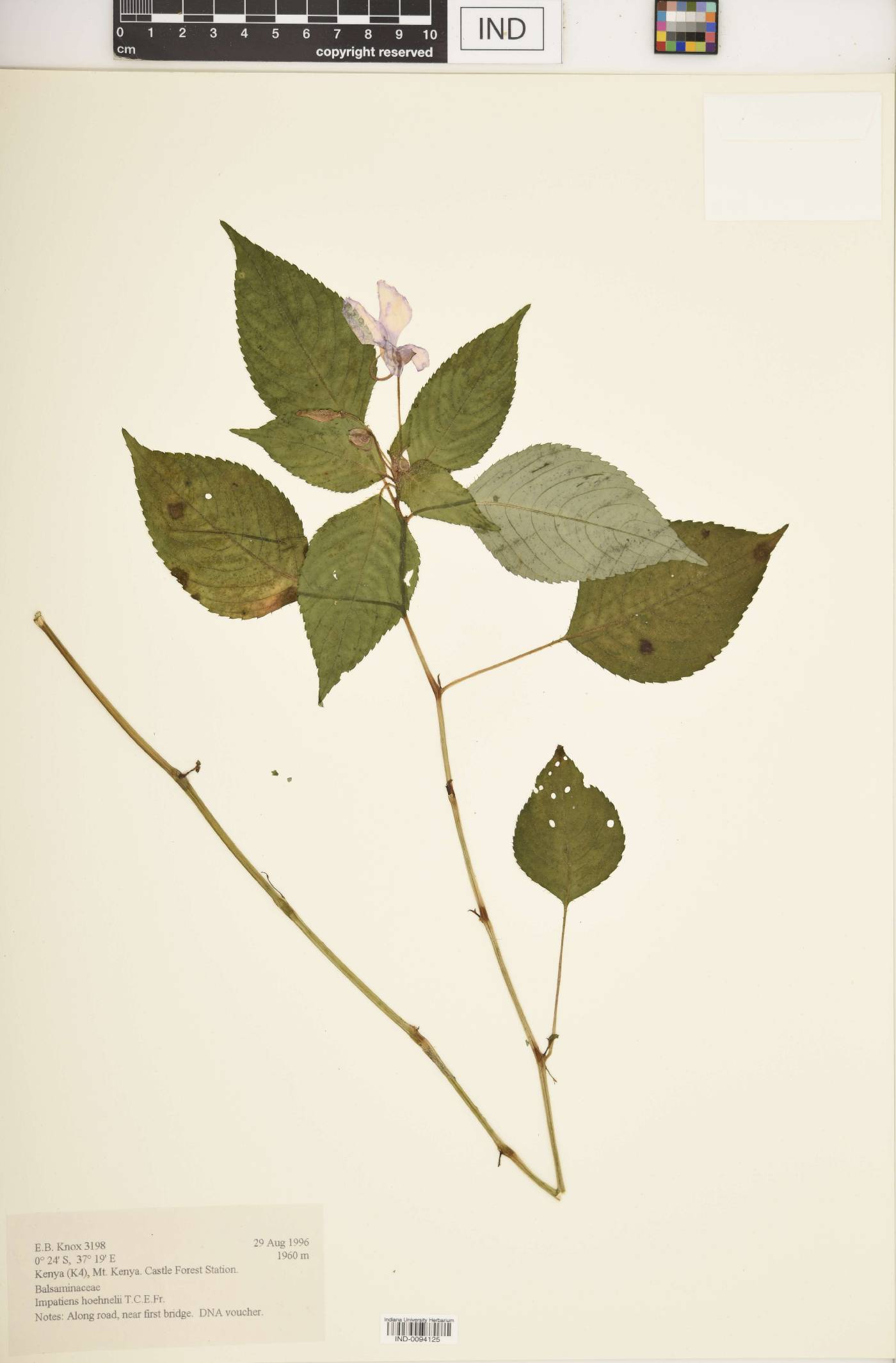 Impatiens hoehnelii image