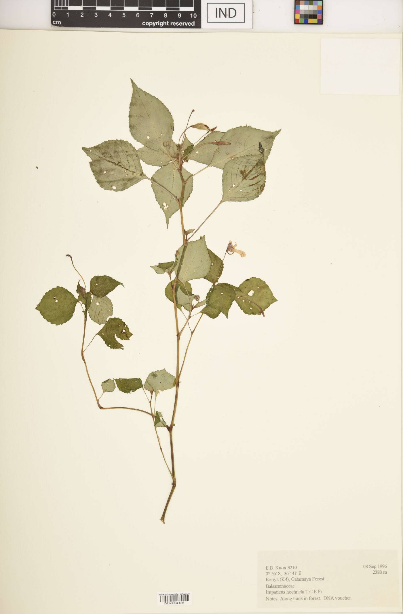Impatiens hoehnelii image