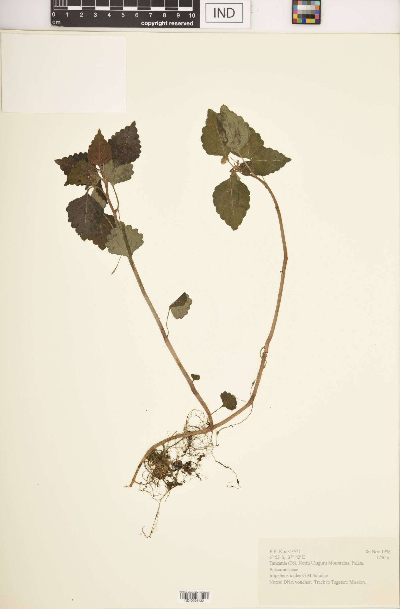 Impatiens ioides image
