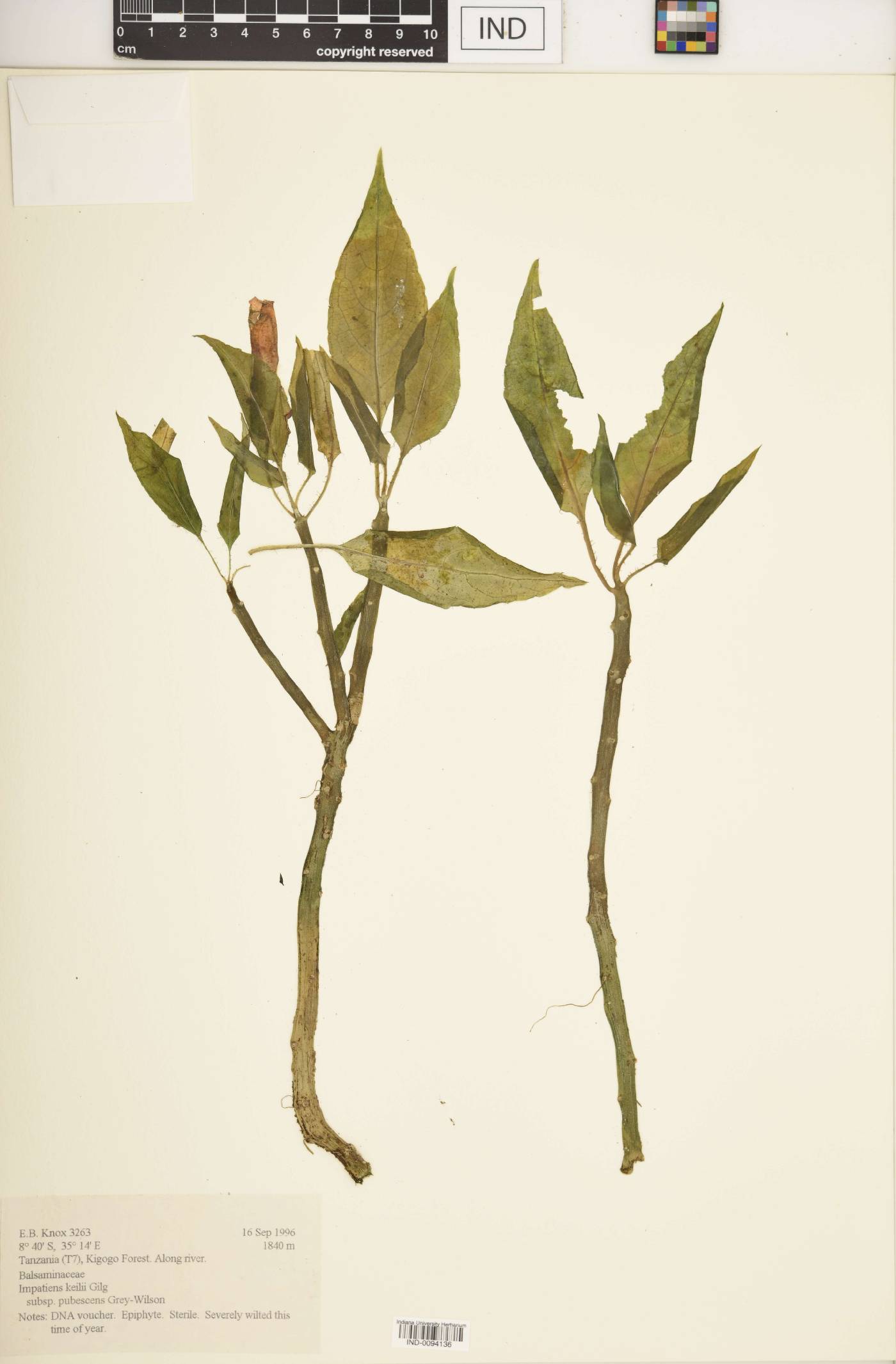 Impatiens keilii subsp. pubescens image