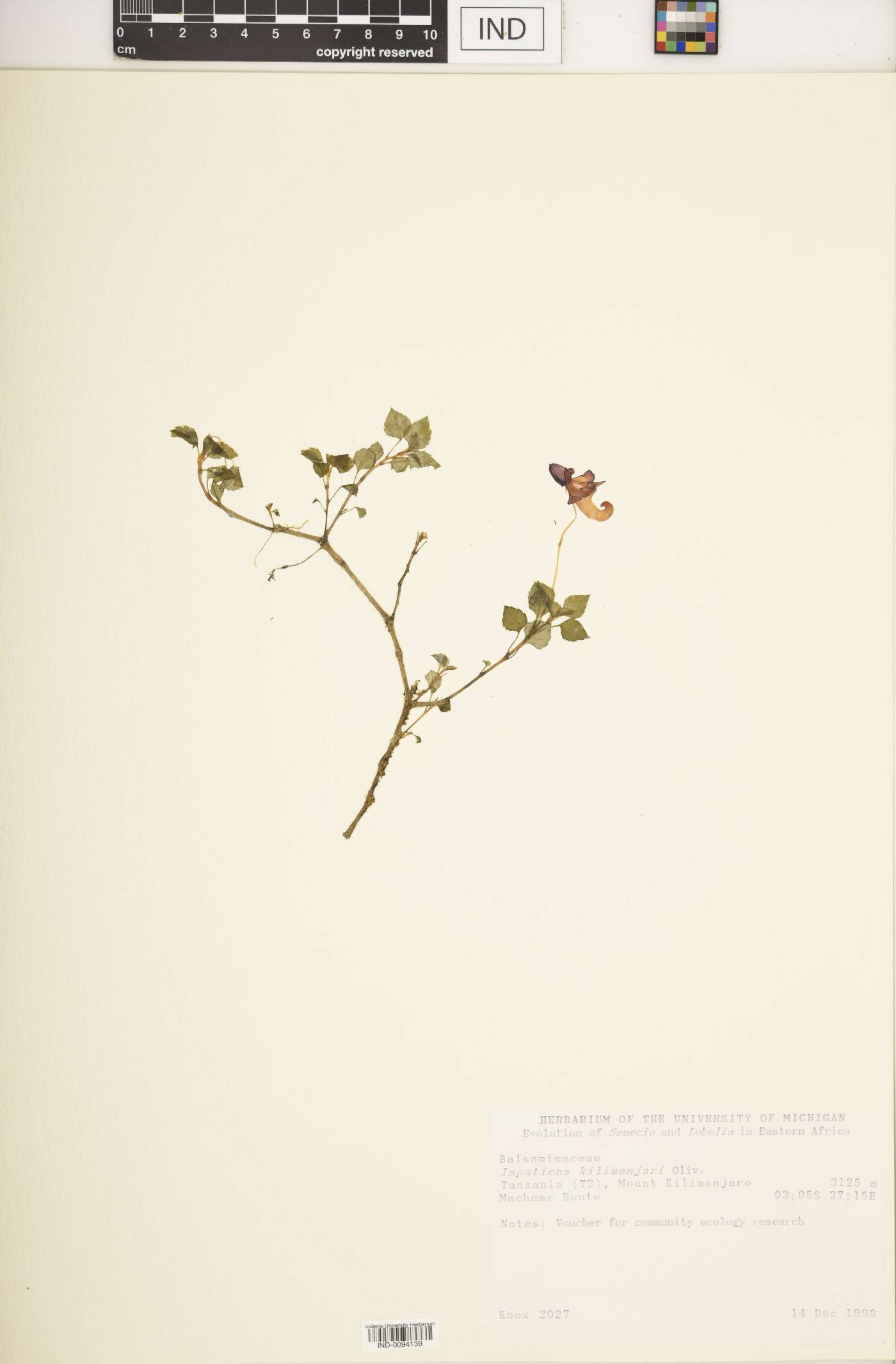 Impatiens kilimanjari image