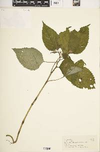 Impatiens lukwangulensis image