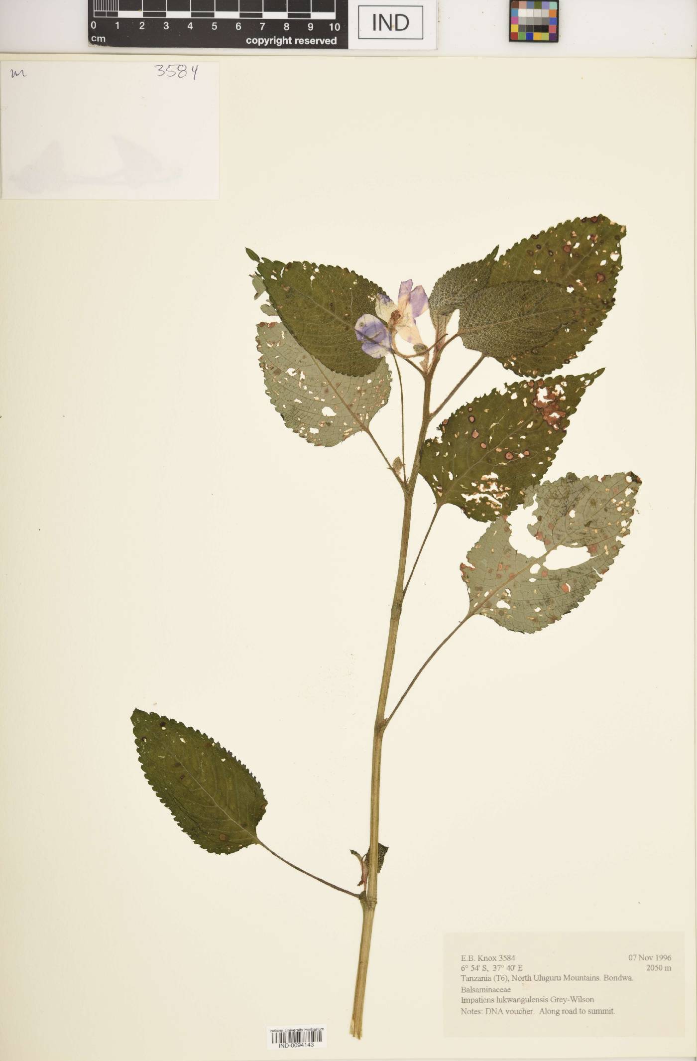 Impatiens lukwangulensis image