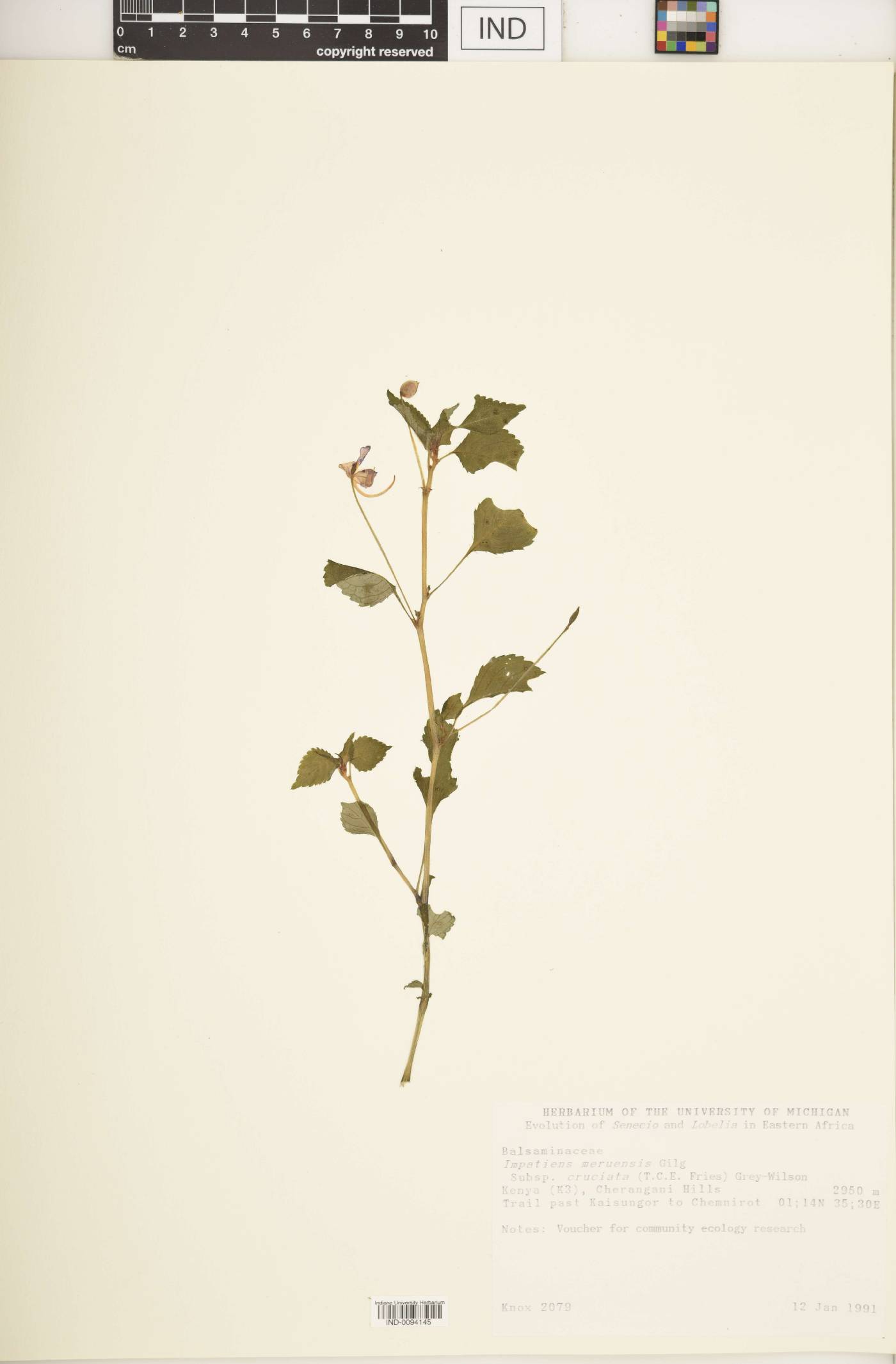Impatiens meruensis subsp. cruciata image