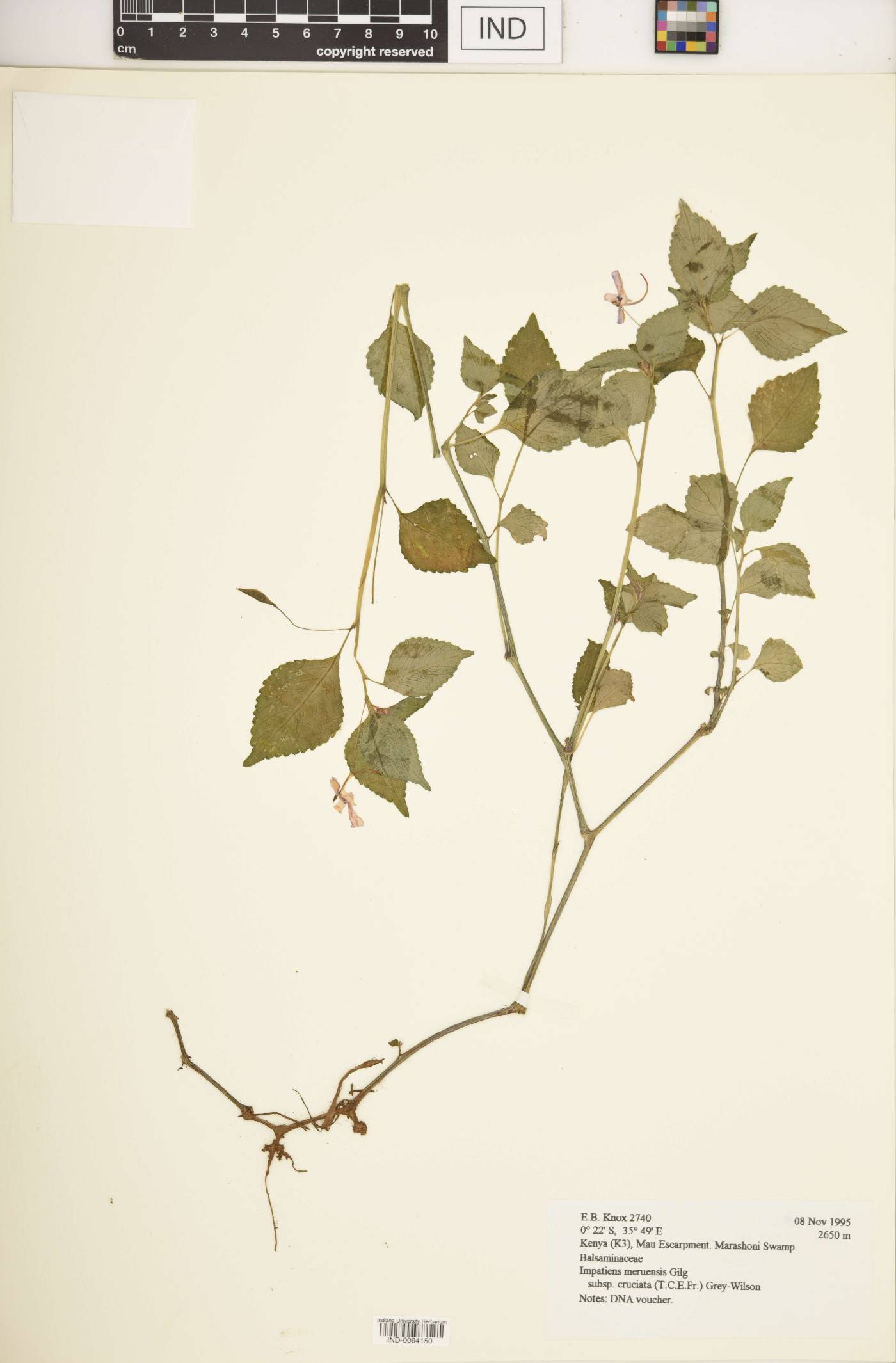 Impatiens meruensis image