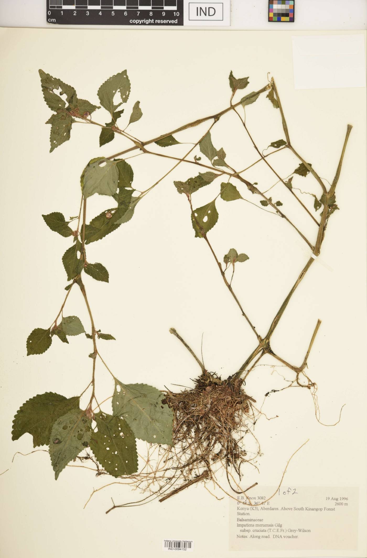 Impatiens meruensis image