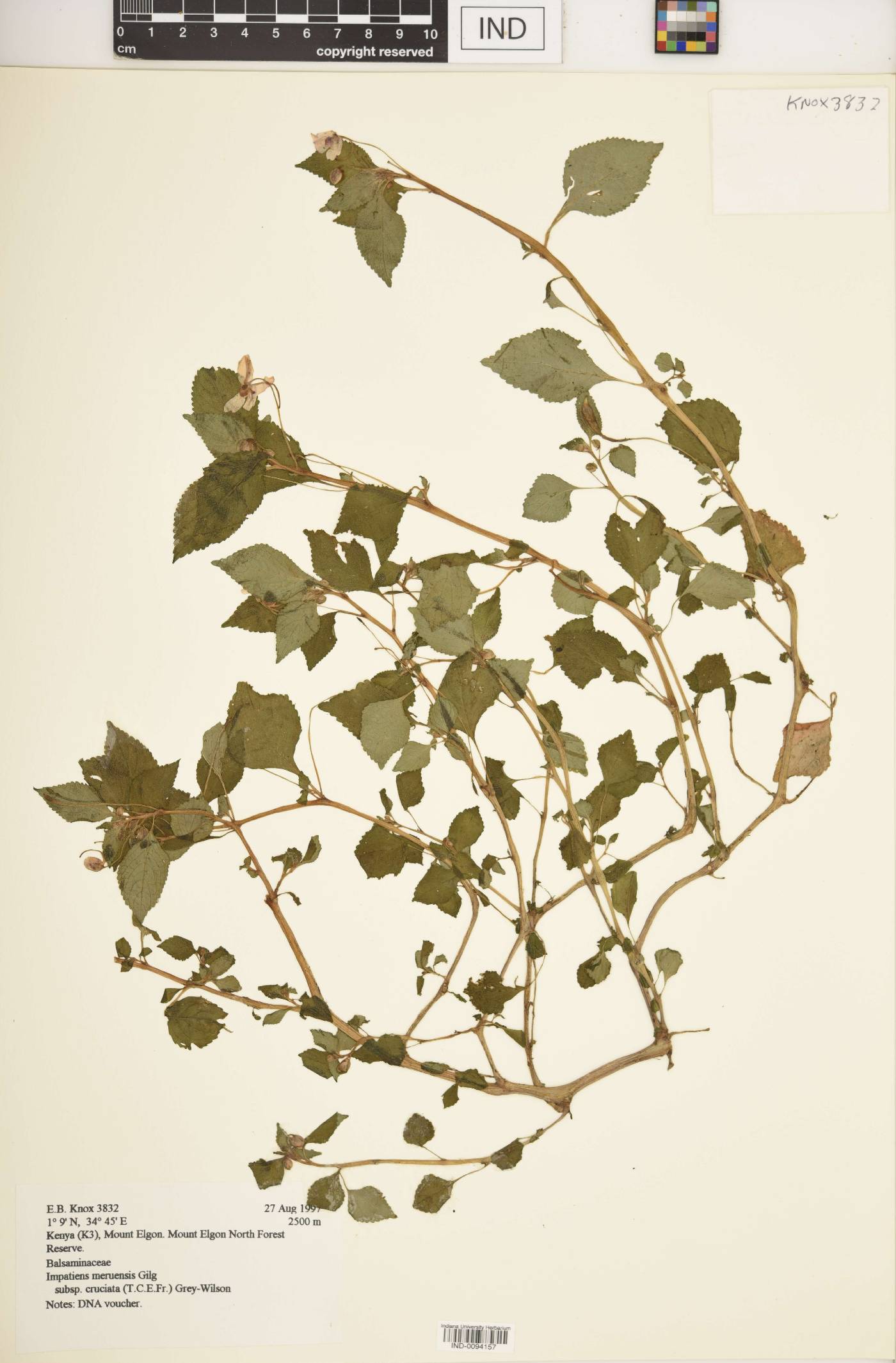 Impatiens meruensis subsp. cruciata image