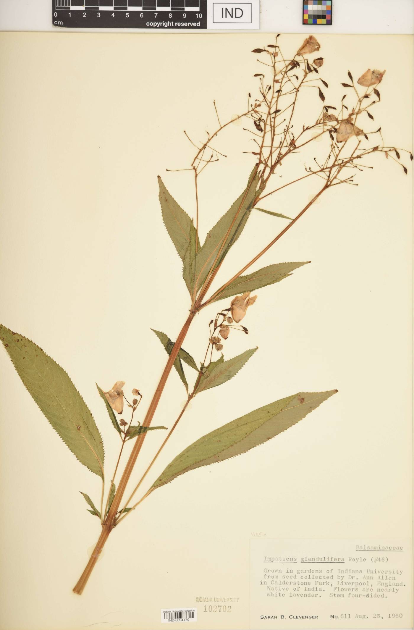 Impatiens glandulifera image