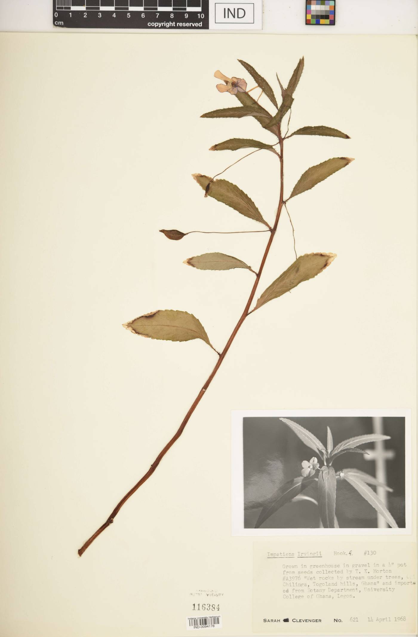 Impatiens irvingii image