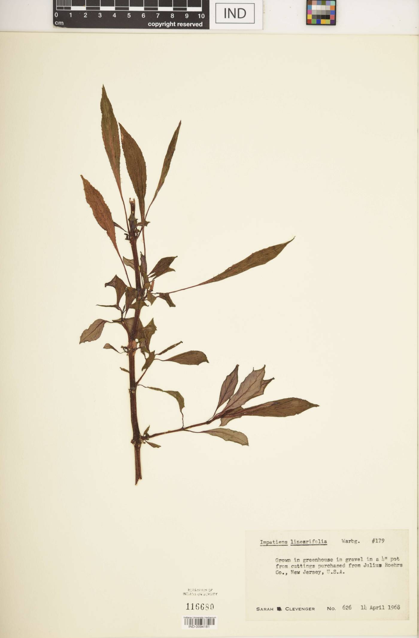 Impatiens linearifolia image