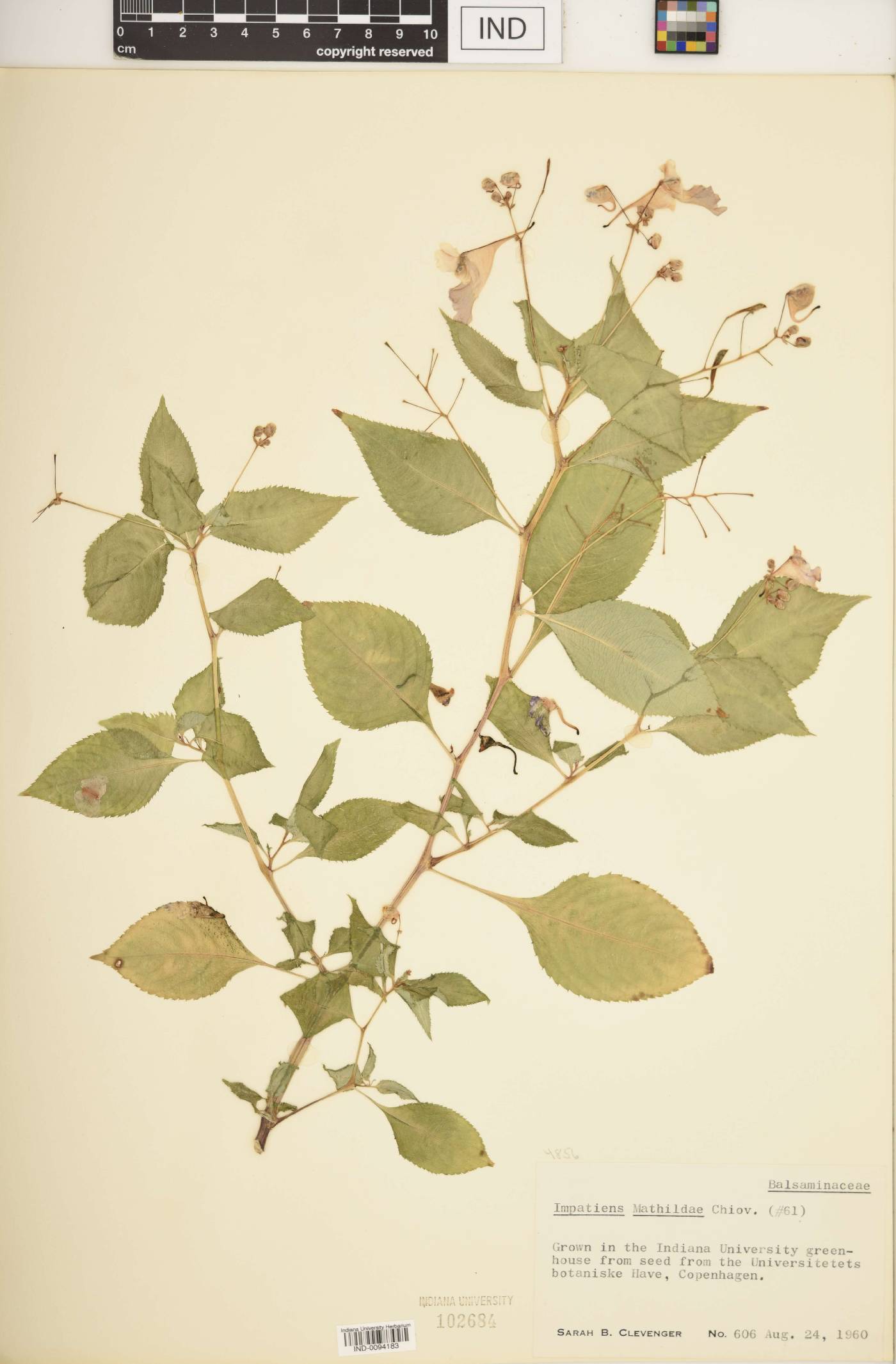 Impatiens mathildae image