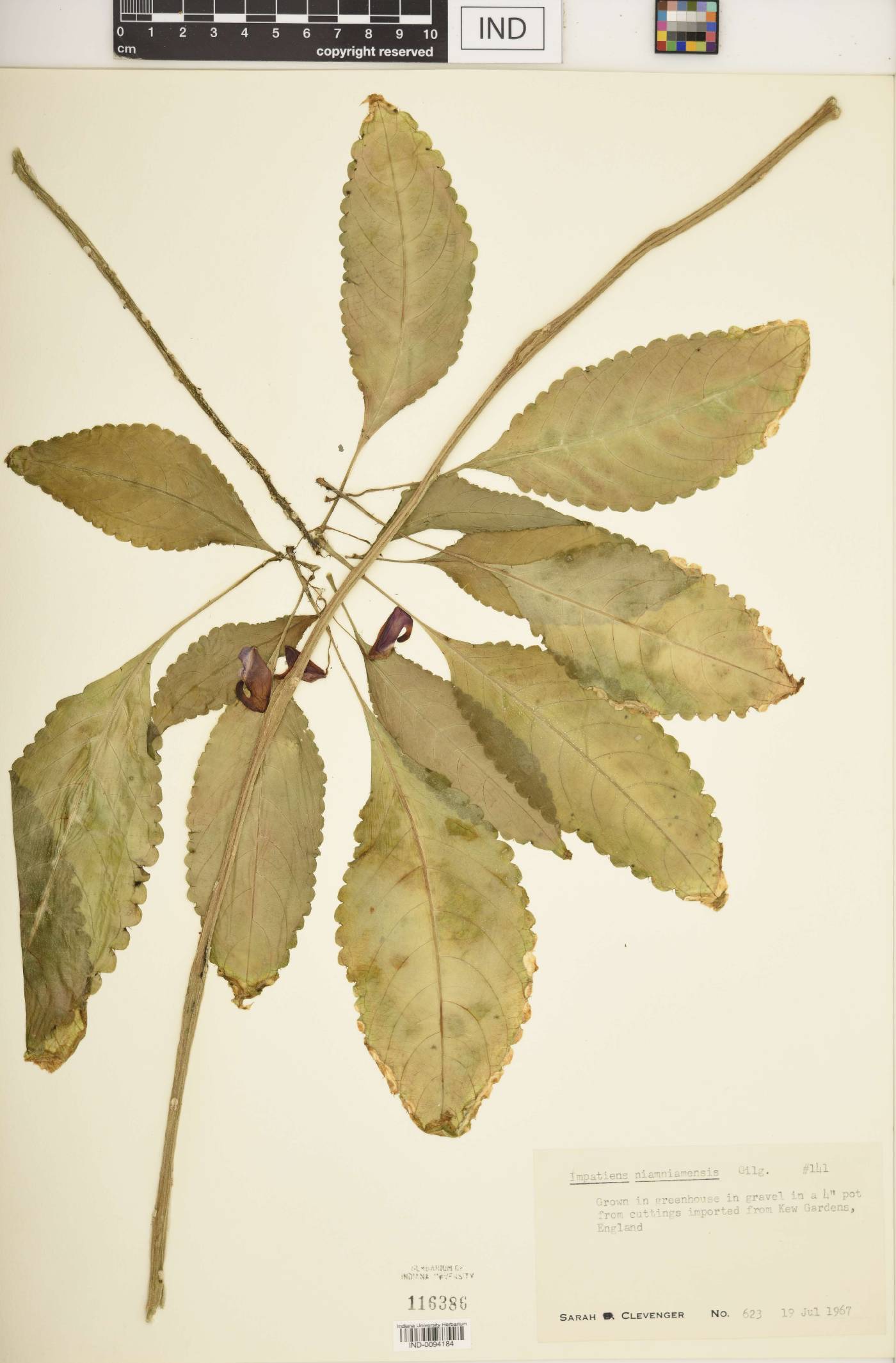 Impatiens niamniamensis image