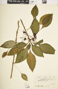 Impatiens niamniamensis image