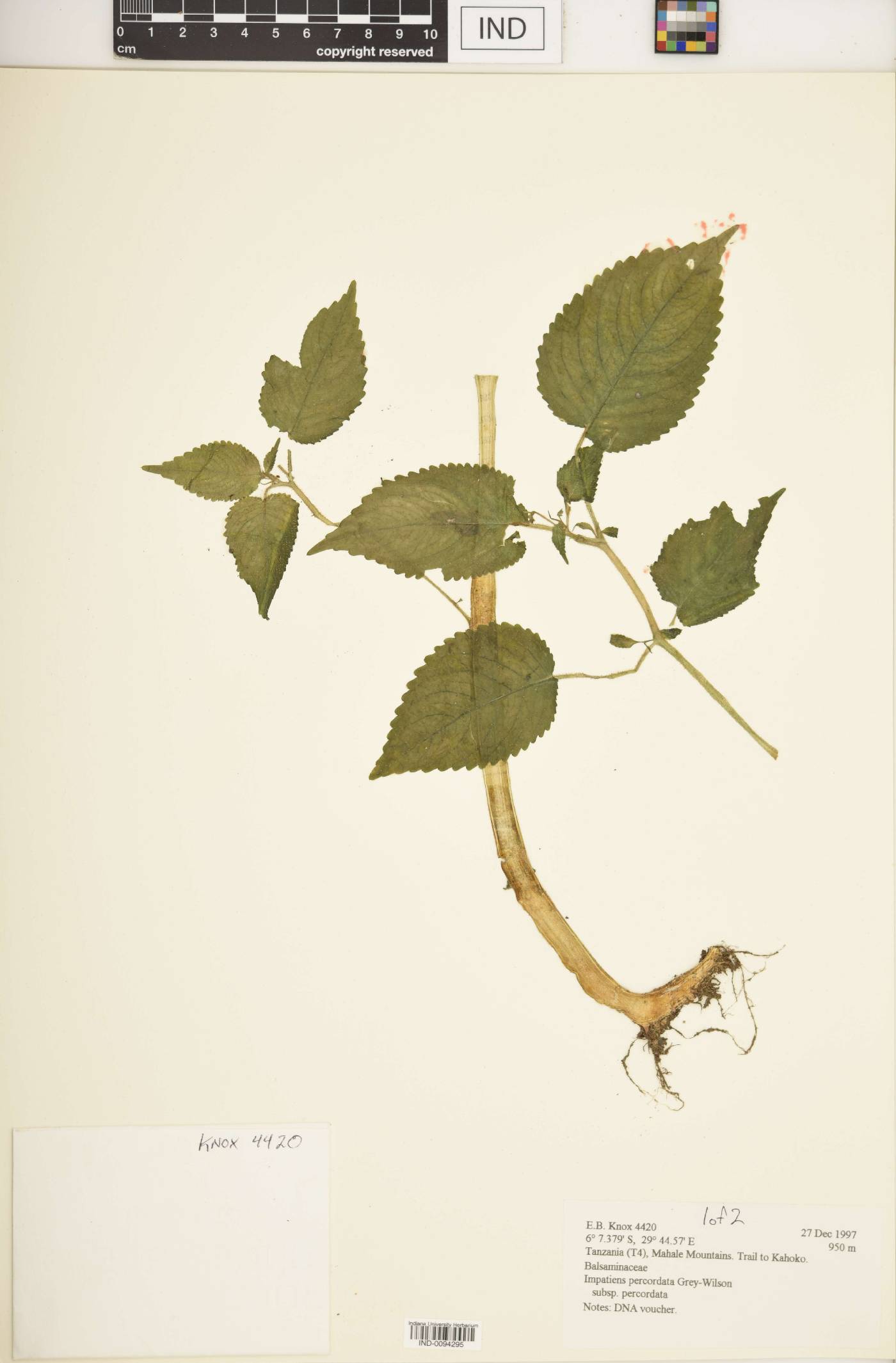 Impatiens percordata image