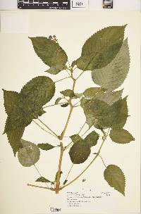 Impatiens percordata image