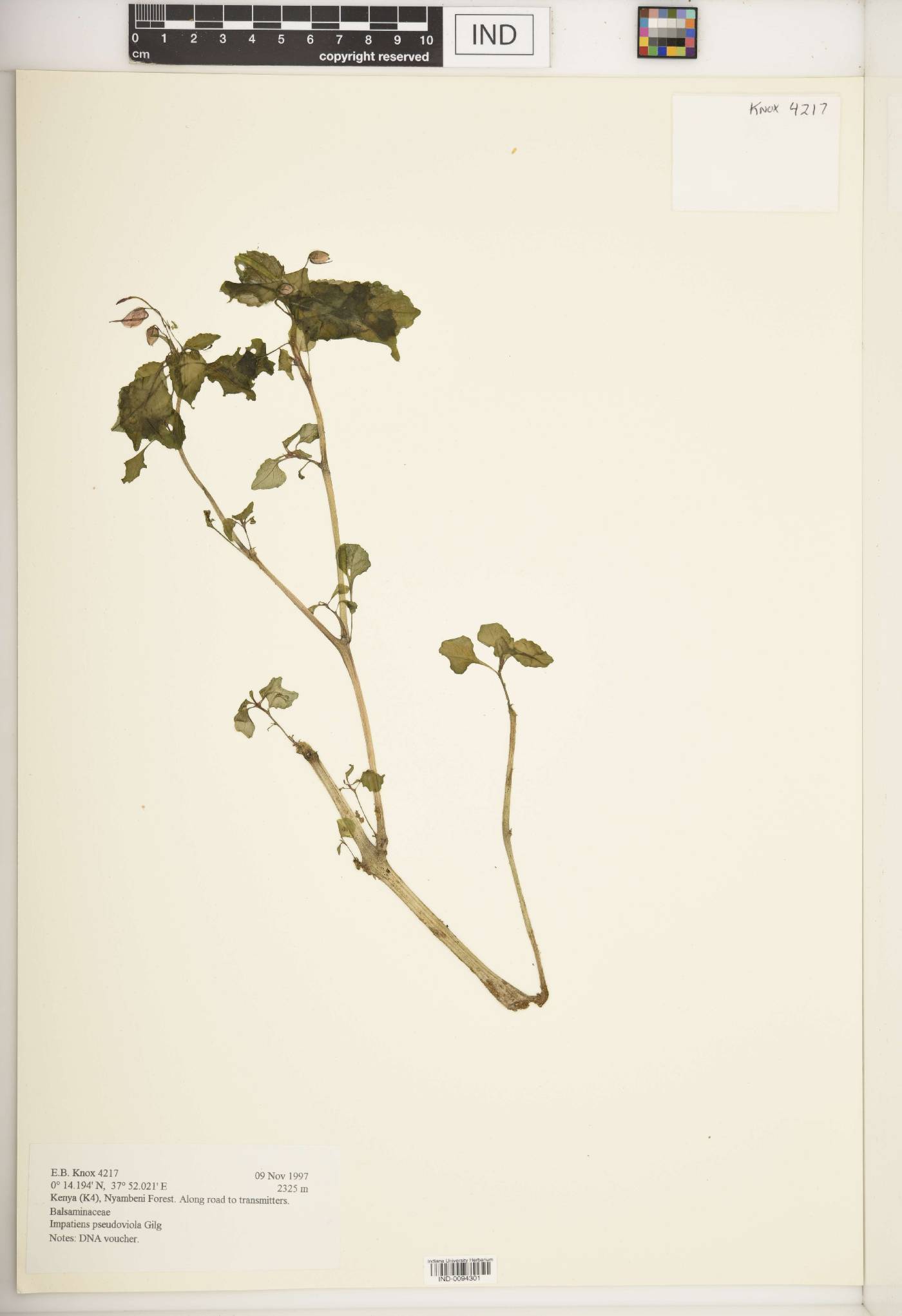 Impatiens pseudoviola image