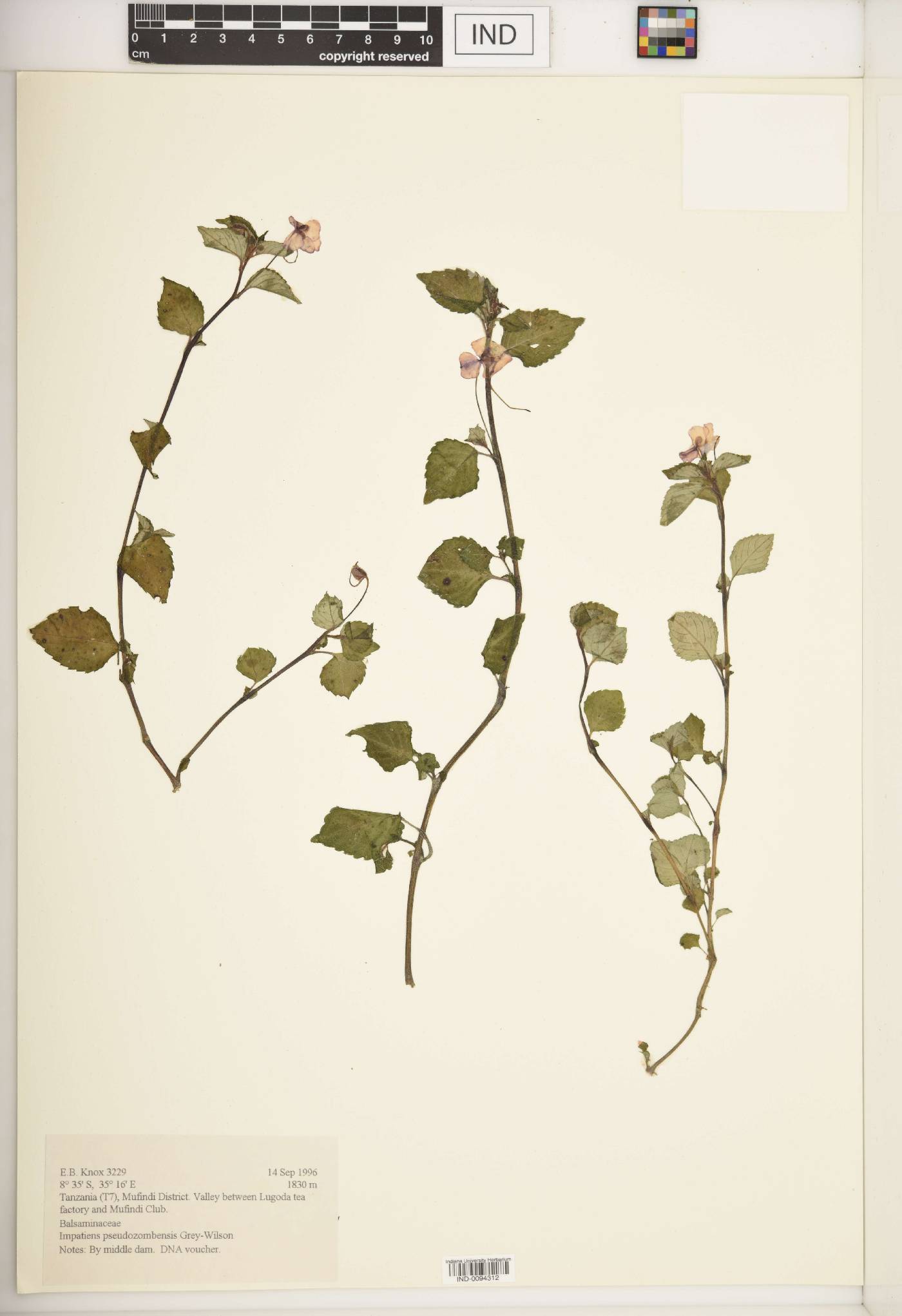 Impatiens pseudozombensis image