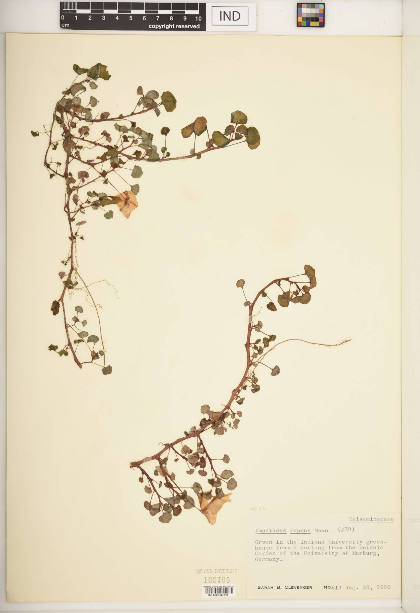 Impatiens repens image