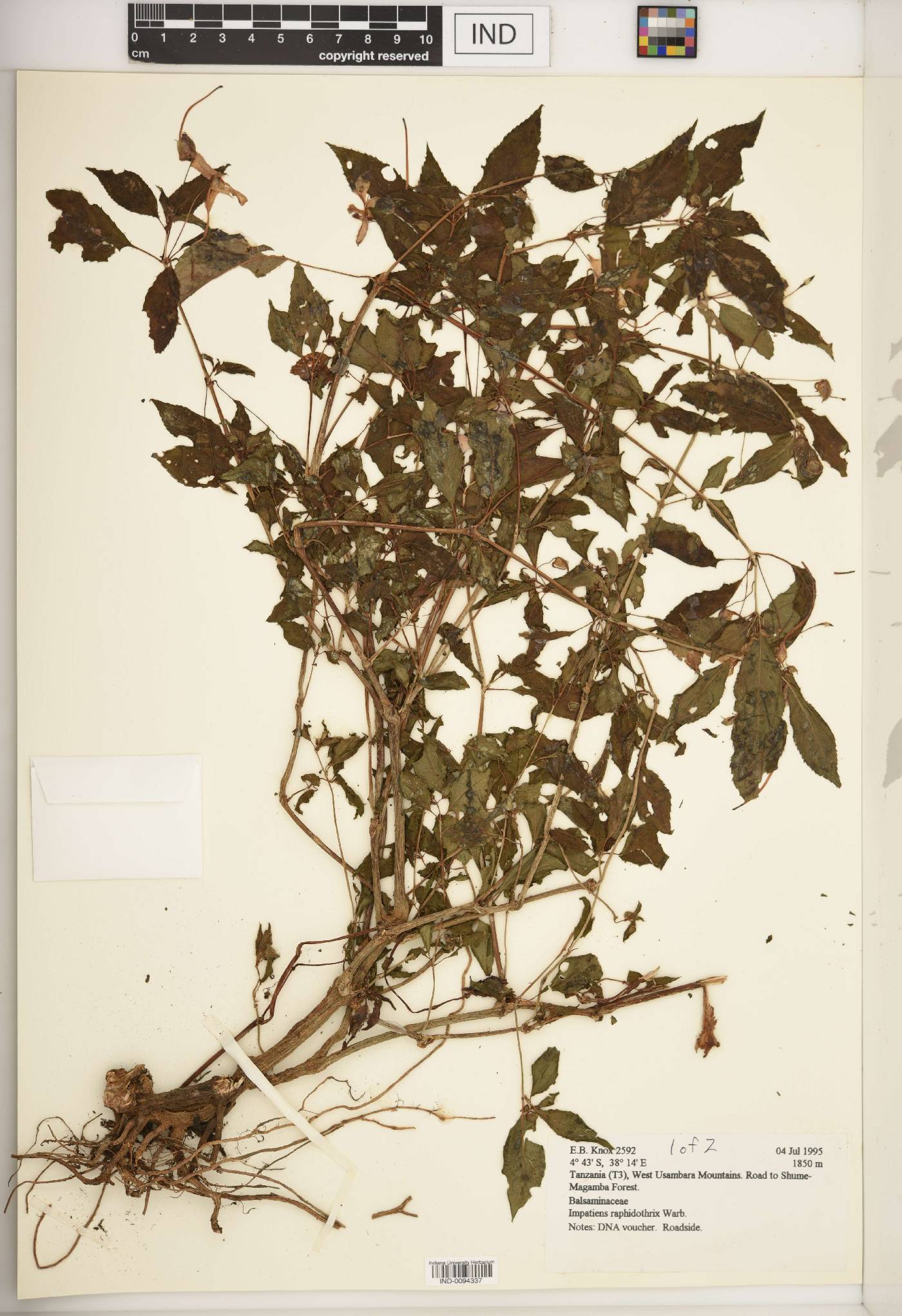 Impatiens raphidothrix image