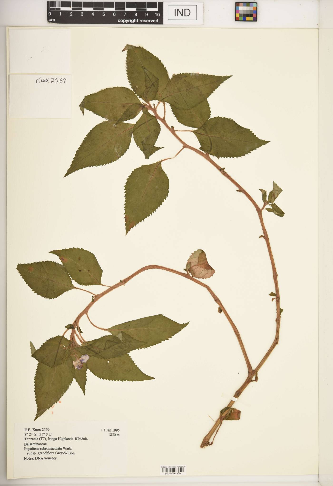 Impatiens rubromaculata subsp. grandiflora image