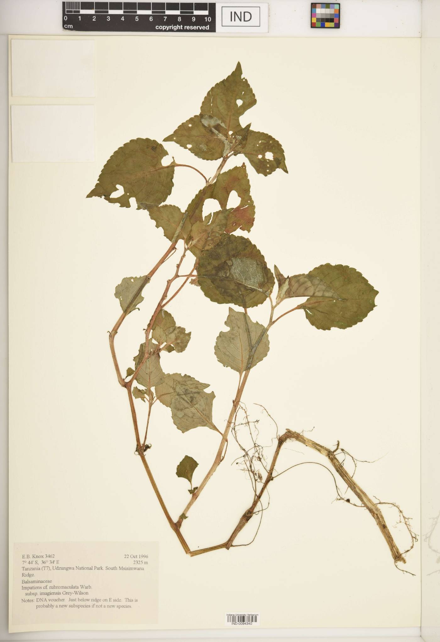 Impatiens rubromaculata subsp. imagiensis image