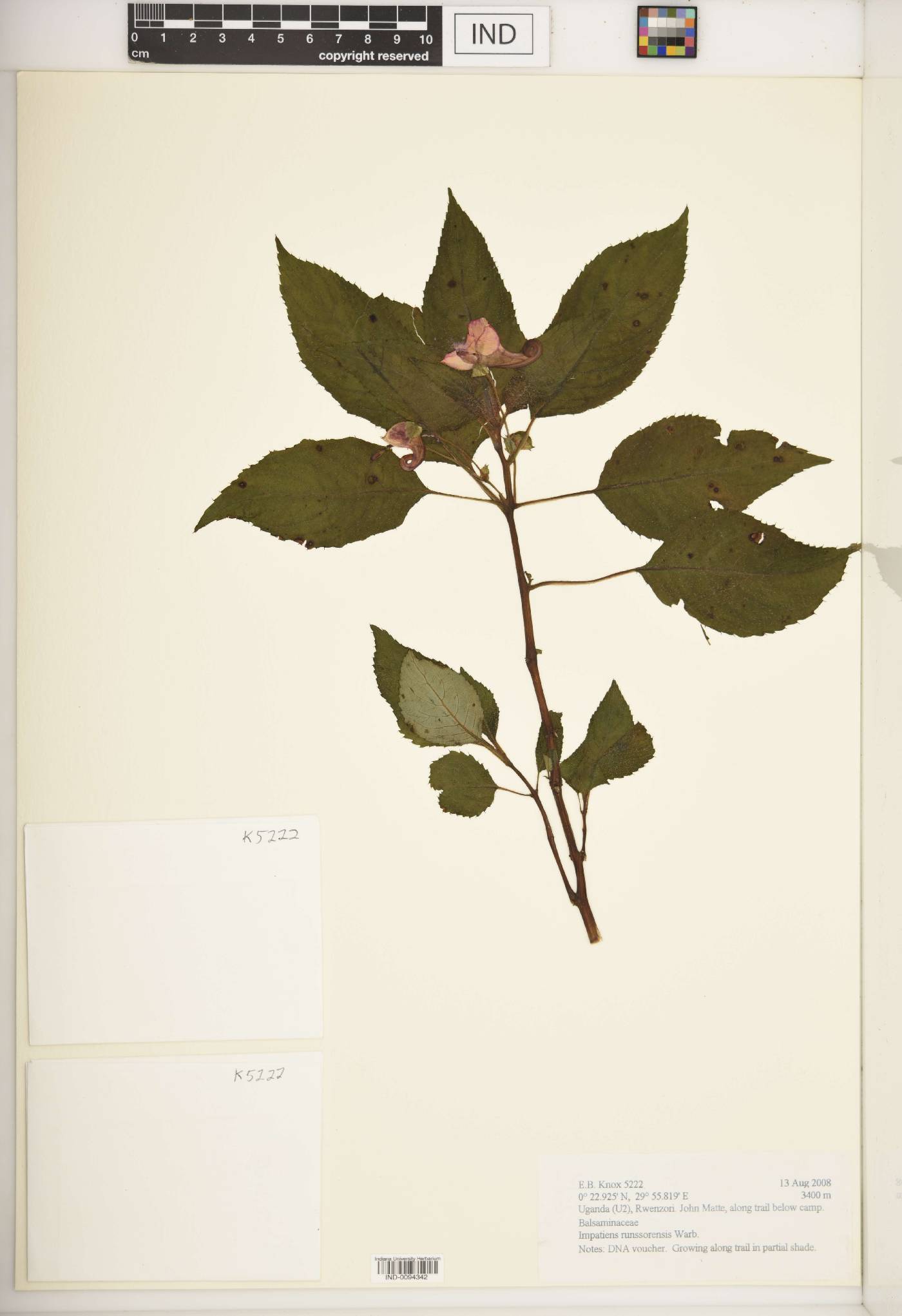 Impatiens runssorensis image