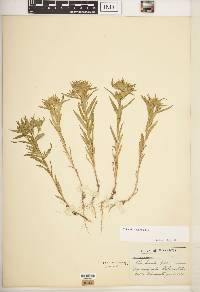 Collomia linearis image