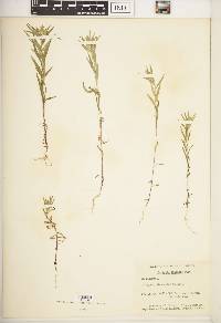 Collomia linearis image