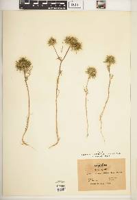 Navarretia pubescens image