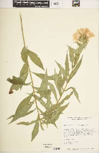 Phlox paniculata image