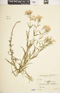 Phlox pilosa subsp. fulgida image