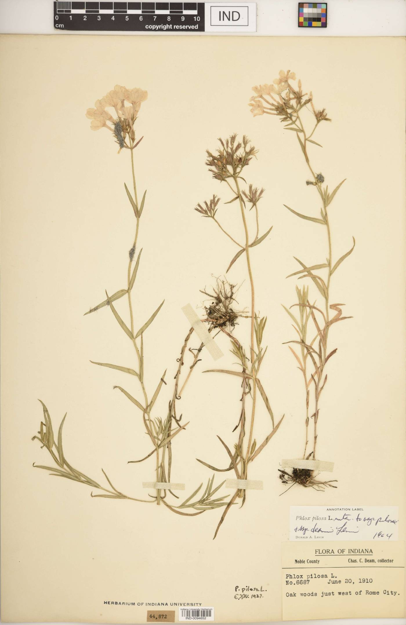 Phlox pilosa subsp. pilosa image