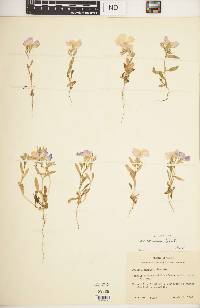 Phlox roemeriana image