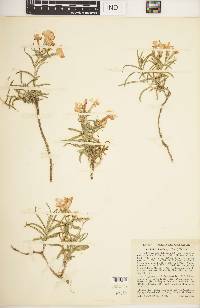 Phlox stansburyi image