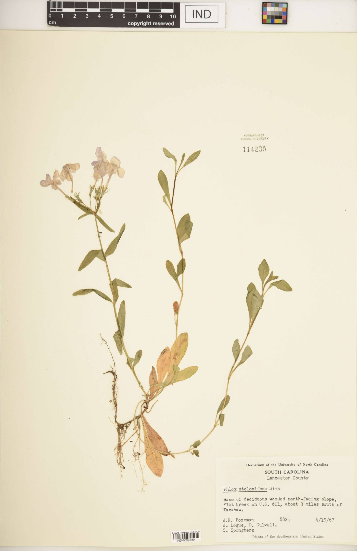 Phlox stolonifera image