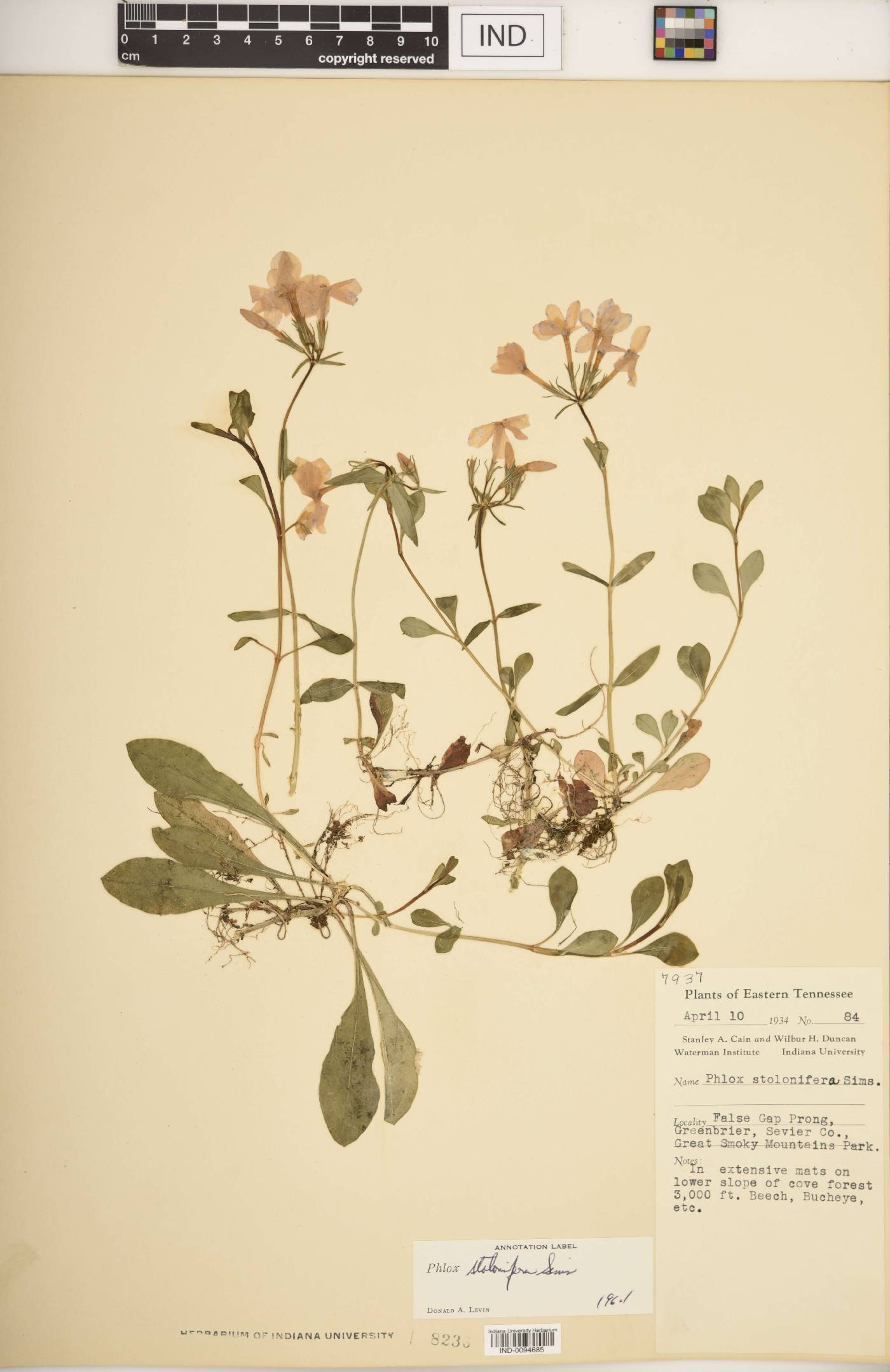Phlox stolonifera image