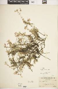 Phlox subulata image