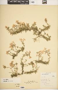 Phlox subulata image