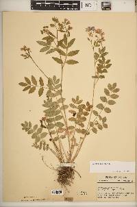 Polemonium reptans image