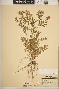 Polemonium reptans image