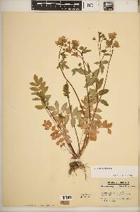 Polemonium reptans image