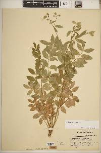 Polemonium reptans image