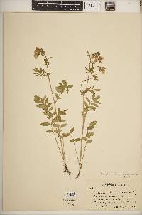 Polemonium reptans image