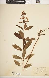 Lysimachia fraseri image