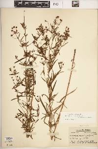 Lysimachia quadriflora image