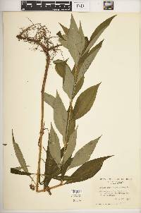 Lysimachia thyrsiflora image