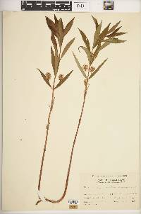 Lysimachia thyrsiflora image